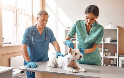 Update on the new Veterinary Medicines Regulation (Regulation (EU) 2019/6)
