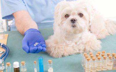 Veterinary Clinical Trials: New EU Law & Global Approaches